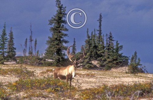 Bull Caribou 4 DM0099